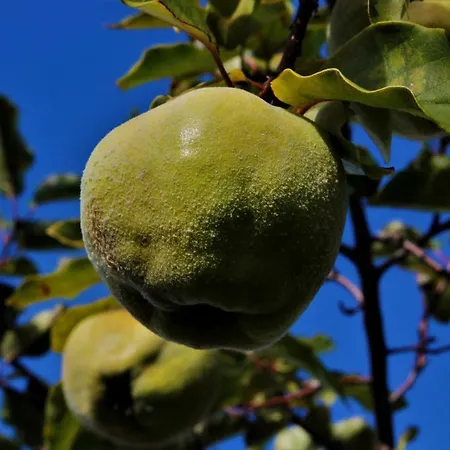 Glamping Hills