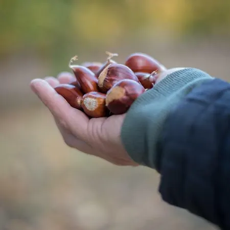 Glamping Hills Luxe tent Santa Comba de Rossas