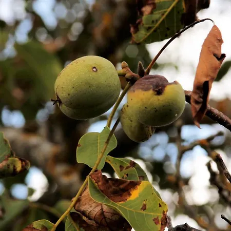 Glamping Hills אוהל מפואר Santa Comba de Rossas