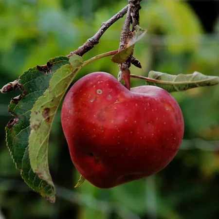 Lyxtält Glamping Hills