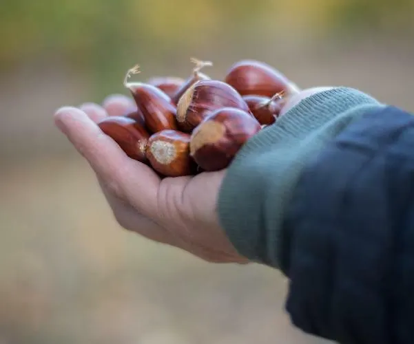 Glamping Hills 럭셔리텐트 Santa Comba de Rossas