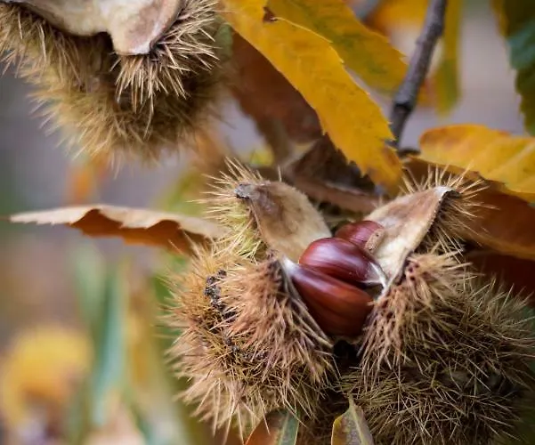 Glamping Hills Santa Comba de Rossas