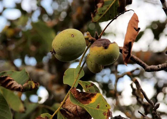 Glamping Hills Οργανωμένο κάμπινγκ Santa Comba de Rossas
