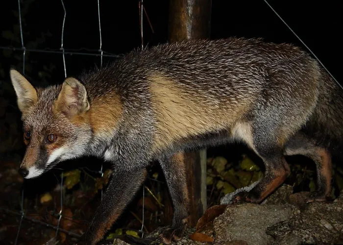 Glamping Hills 2* Santa Comba de Rossas